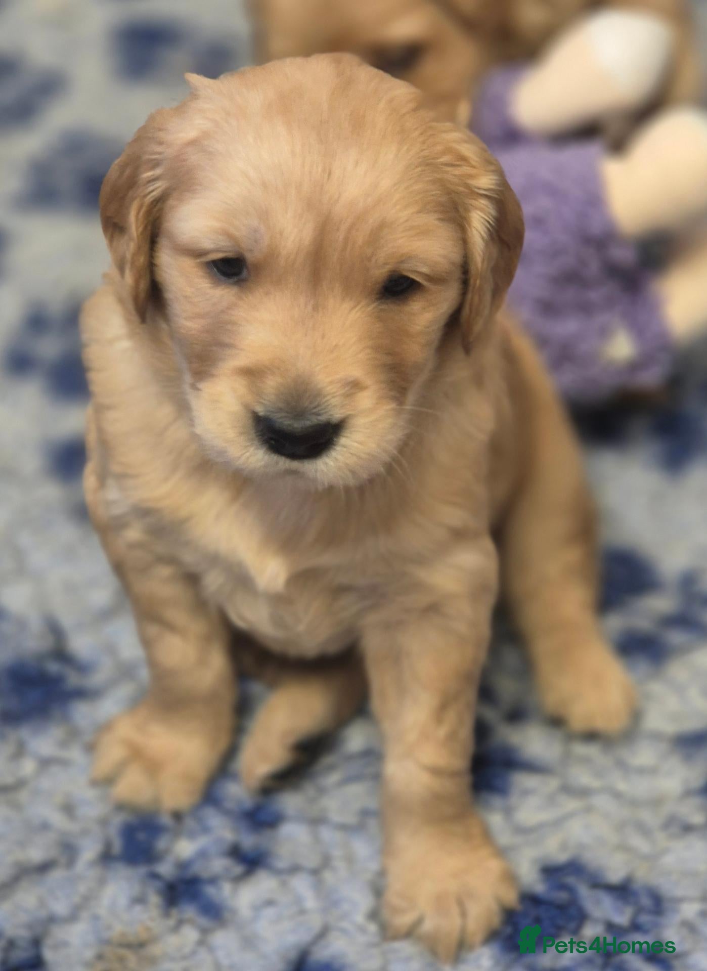 Golden Retriever dogs  Golden Retriever Puppies - health tested - Advert 2