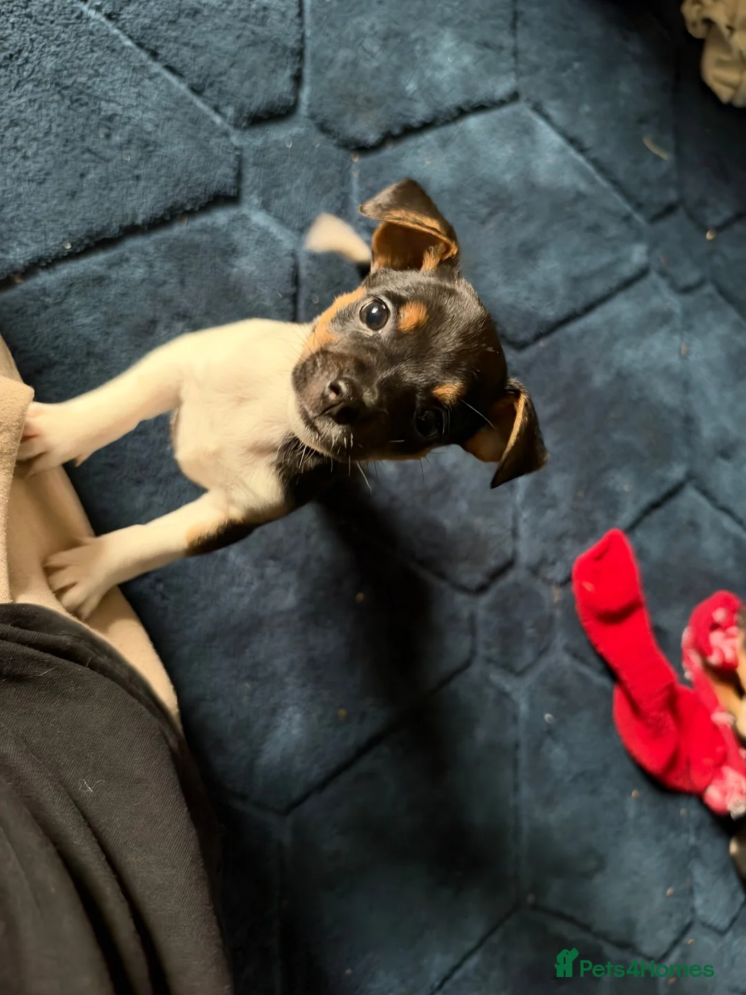 Jack Russell dogs for sale: Jack Russell pups for sale - Advert 4