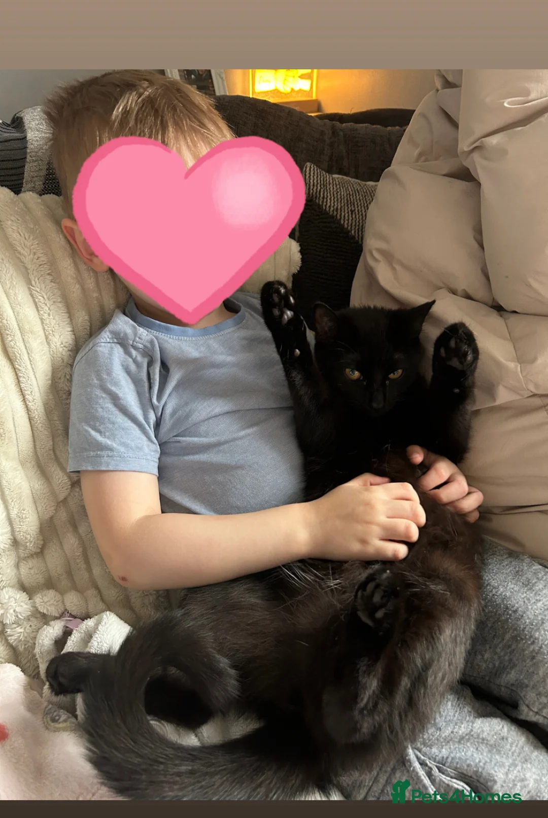 Mixed Breed cats for sale: Our lovely Lila  in Milton Keynes - Advert 2