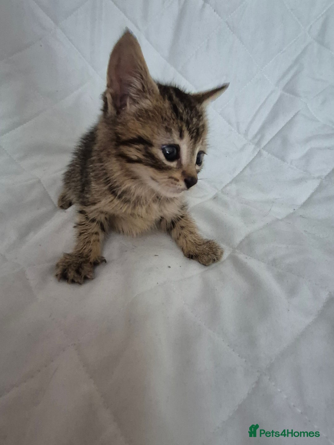 Mixed Breed cats for sale: 4 beautiful fluffy kittens ready now - Image 5