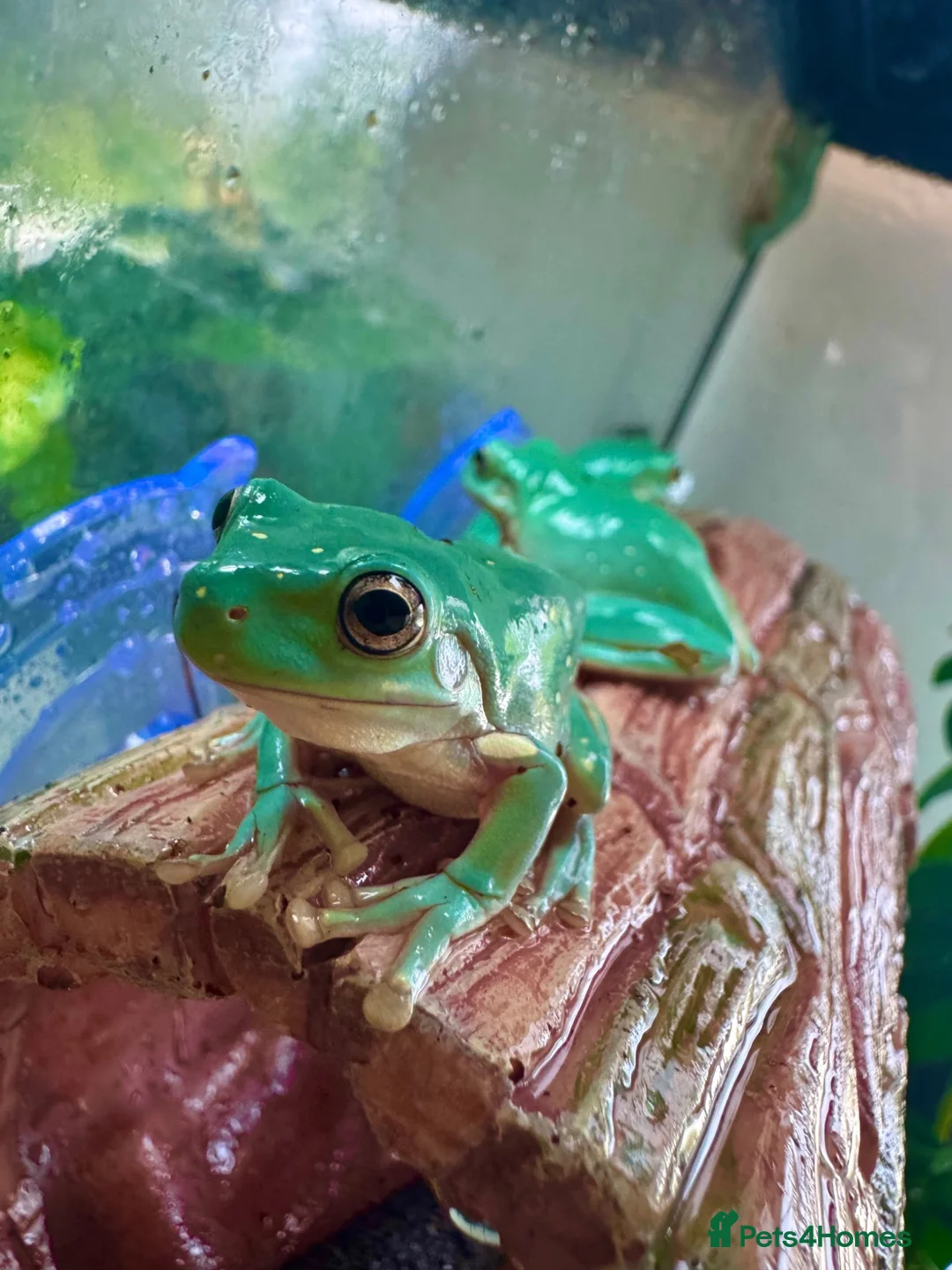 Frog reptiles for sale: Whites tree frog juveniles  - Advert 2
