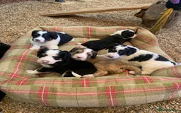 Bernedoodle dogs for sale: Standard Size Bernedoodle  - Image 1