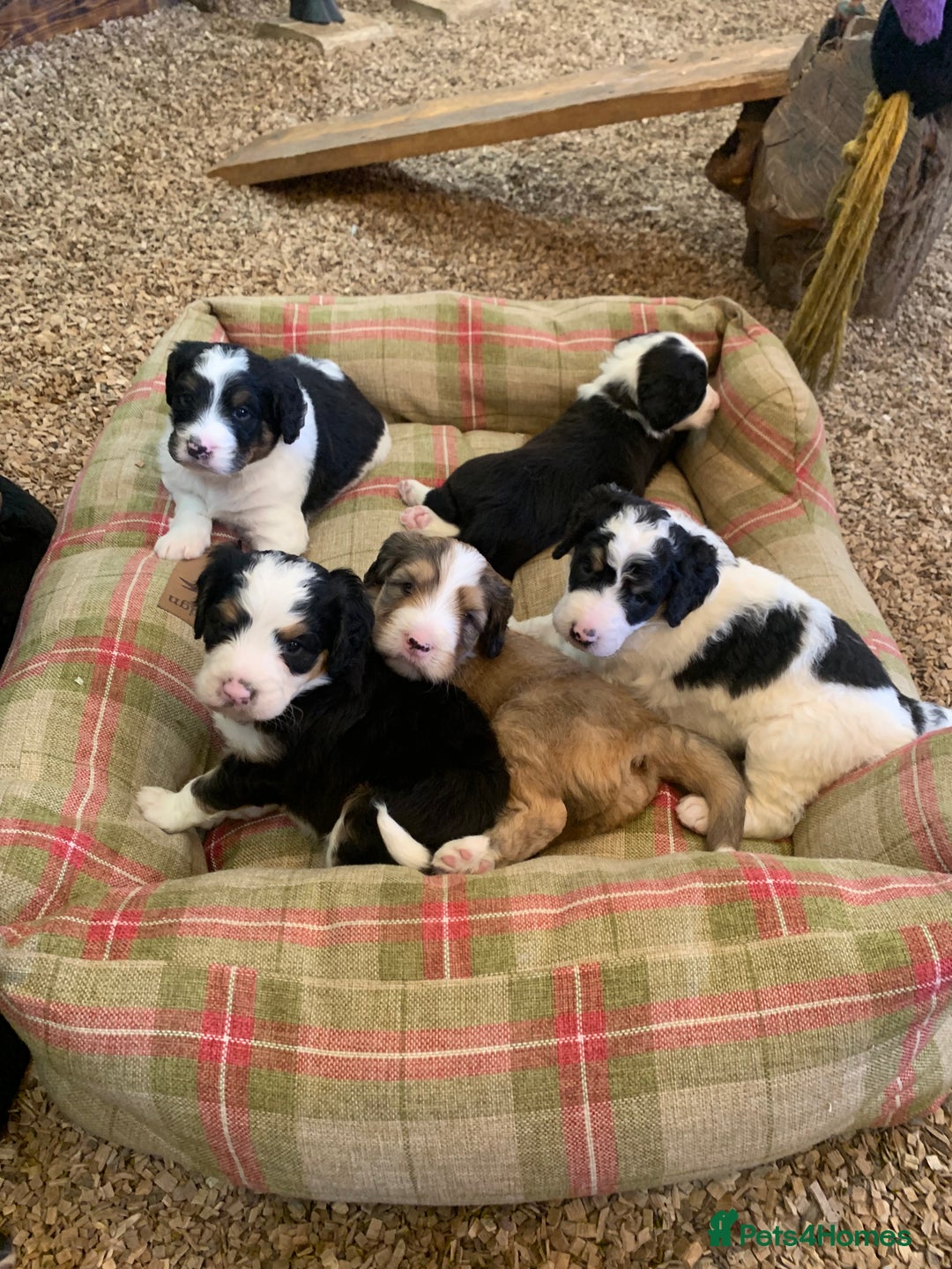 Bernedoodle dogs for sale: Standard Size Bernedoodle  - Image 1