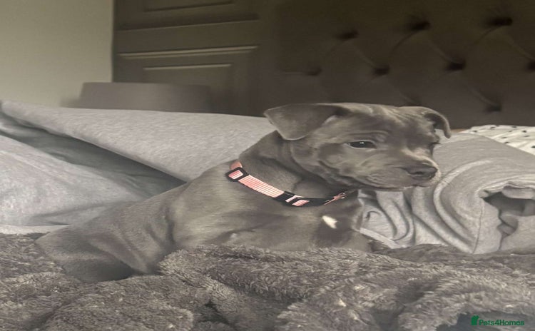 Staffordshire Bull Terrier dogs - Advert 1