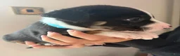 Mixed Breed dogs for sale: 🐾BULLDOG X BORDER COLLIE PUPPIES - Advert 25