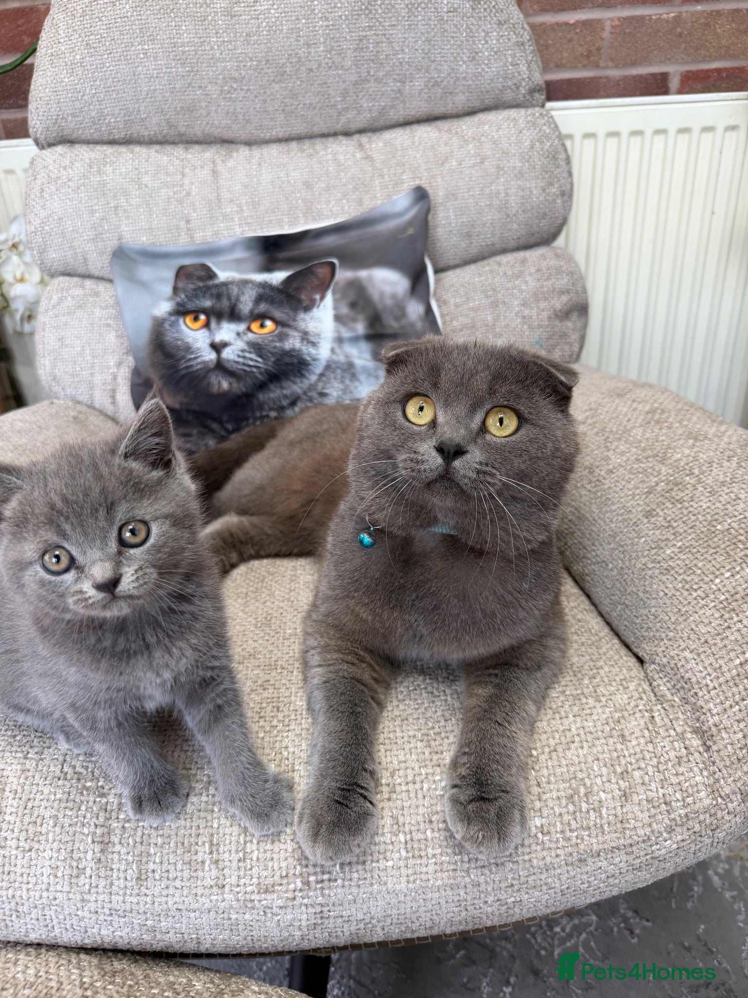 Scottish Fold cats Discount available ❤️Lovely scotish kittens💕💕💕 - Advert 2