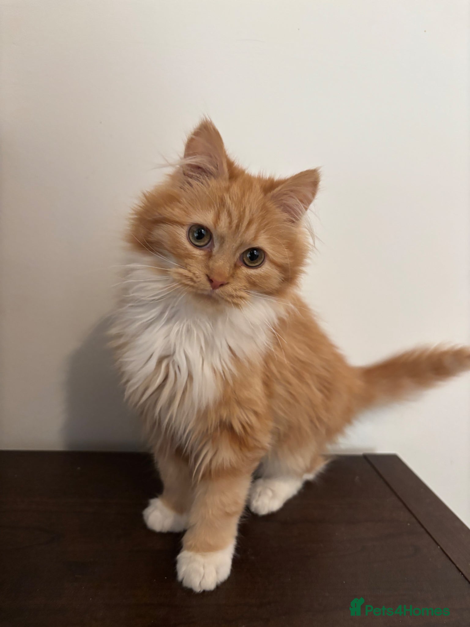 Mixed Breed cats Gorgeous extremely fluffy ginger male kitten - Advert 12