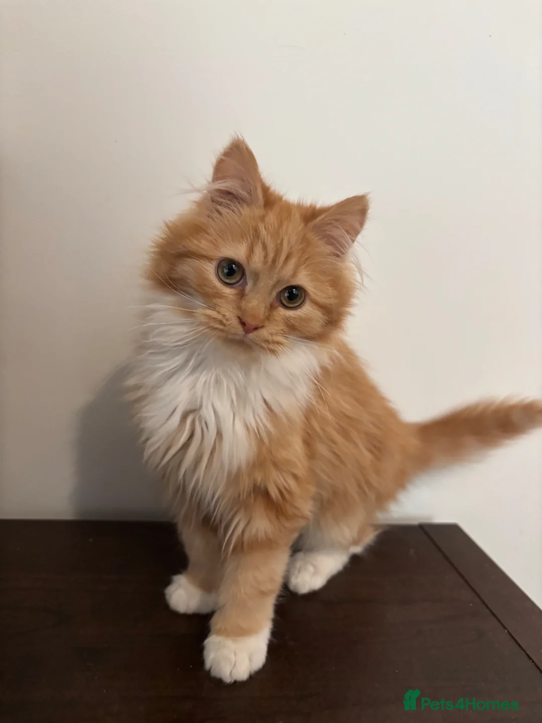 Mixed Breed cats for sale: Gorgeous extremely fluffy ginger male kitten - Advert 1
