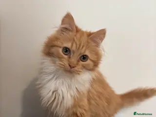 Mixed Breed cats Gorgeous extremely fluffy ginger male kitten - Advert 12