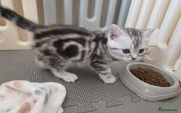 British Shorthair cats for sale: BSH Silver Tabby  - Image 4