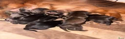 Miniature Dachshund dogs for sale:     Exceptional KC Long Haired Mini Dachshunds🤍 - Advert 3