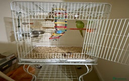 Ringnecks birds for sale: Indian ringneck - Image 3