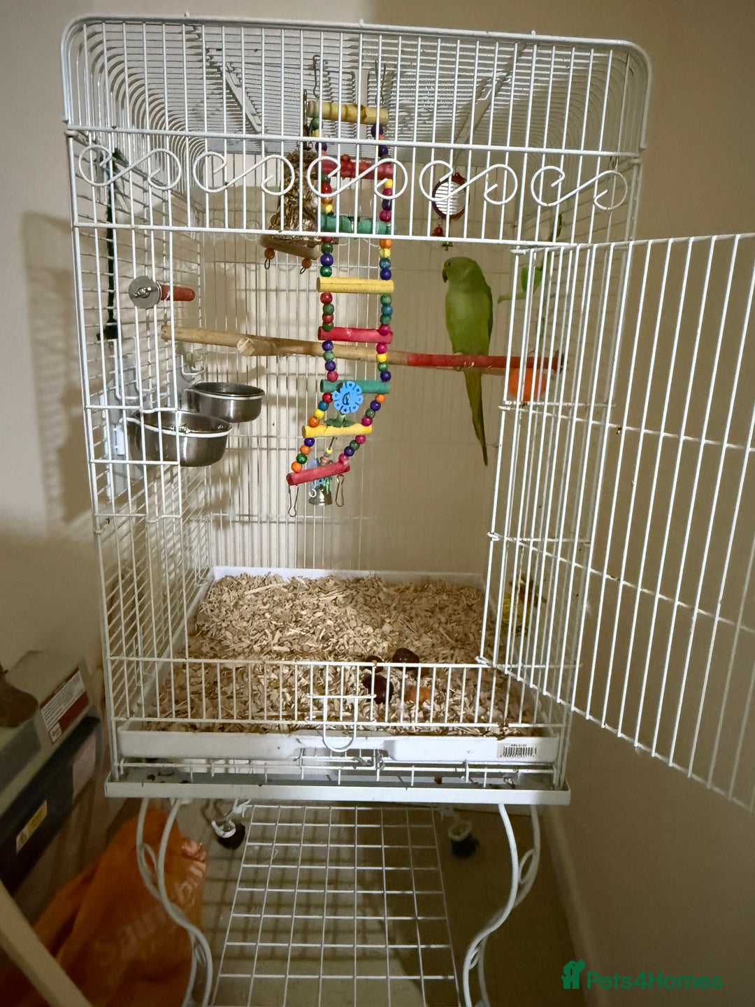 Ringnecks birds for sale: Indian ringneck - Image 3