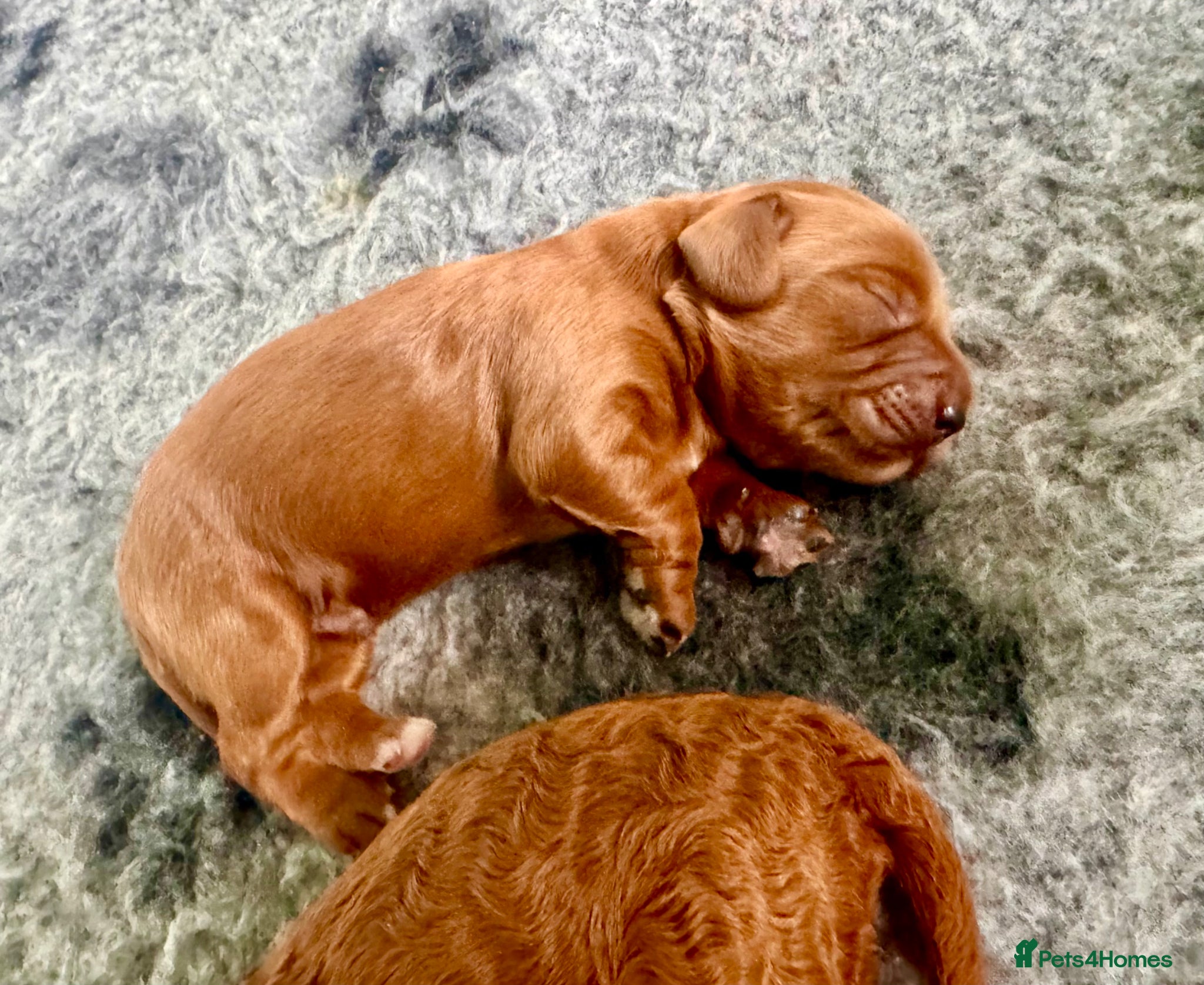 Cockapoo dogs for sale: JUST ONE GIRL REMAINING.STUNNING DARK RED COCKAPOO - Advert 4