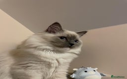 Ragdoll cats for sale: 3 Year Old Beautiful Female Ragdoll  - Image 20