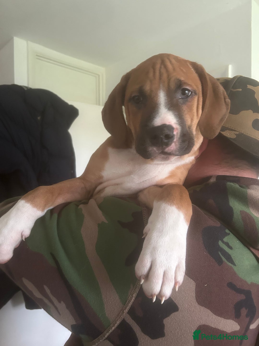 Mixed Breed dogs for sale: American bulldog x bully staff - Advert 2