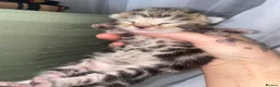 Mixed Breed cats for sale: Kittens - Advert 7