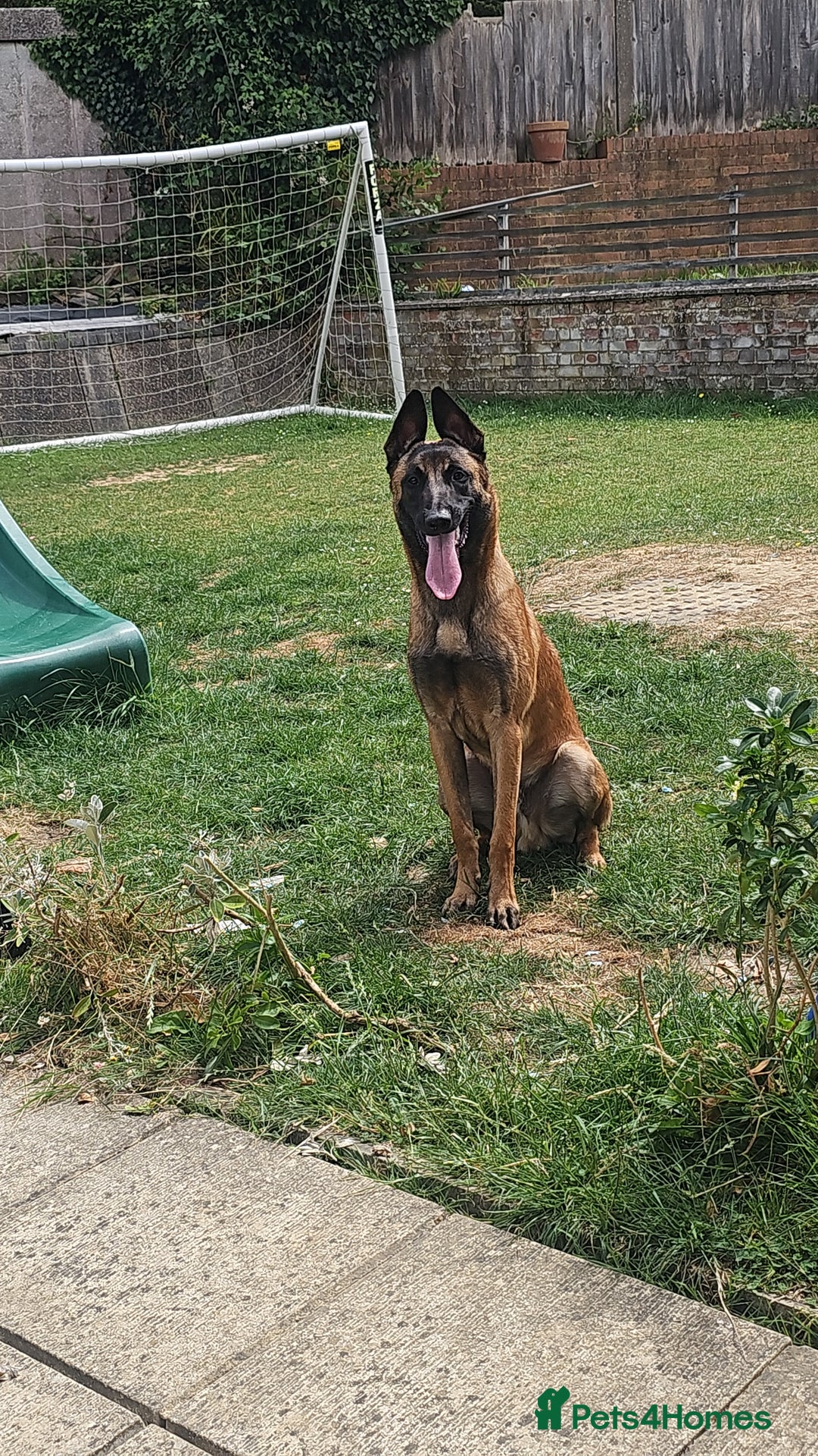 Belgian Shepherd Dog dogs for sale: 10 month old Belgian Malinois  - Image 1