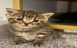 Brazilian Shorthair cats for sale: Gorgeous Brazilian short hair kittens - Image 8