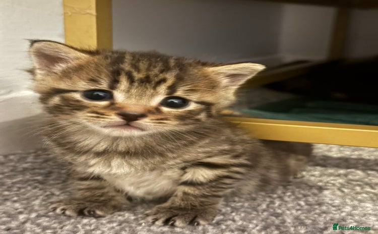 Brazilian Shorthair cats - Advert 1