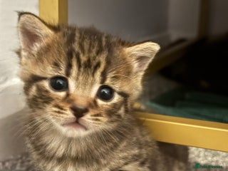 Brazilian Shorthair cats - Advert 1