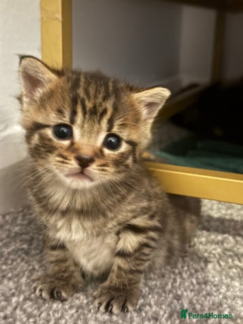 Brazilian Shorthair cats - Advert 2