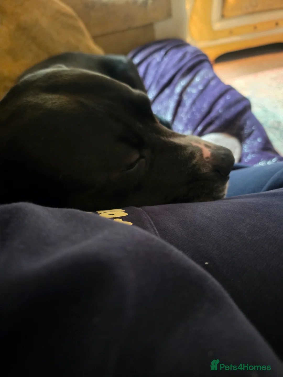 American Bulldog dogs for sale: Loving dog needing new family home. - Advert 2