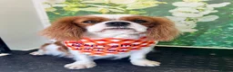 Cavalier King Charles Spaniel dogs for sale: Clearviews Classic Cavalier King Charles Spaniels - Advert 3