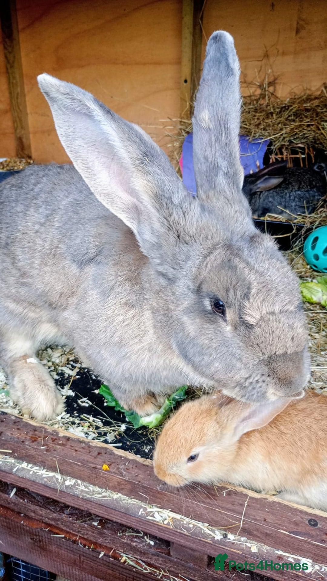 Continental Giant rabbits for sale: Beautiful Giant Continental Babies - Image 22