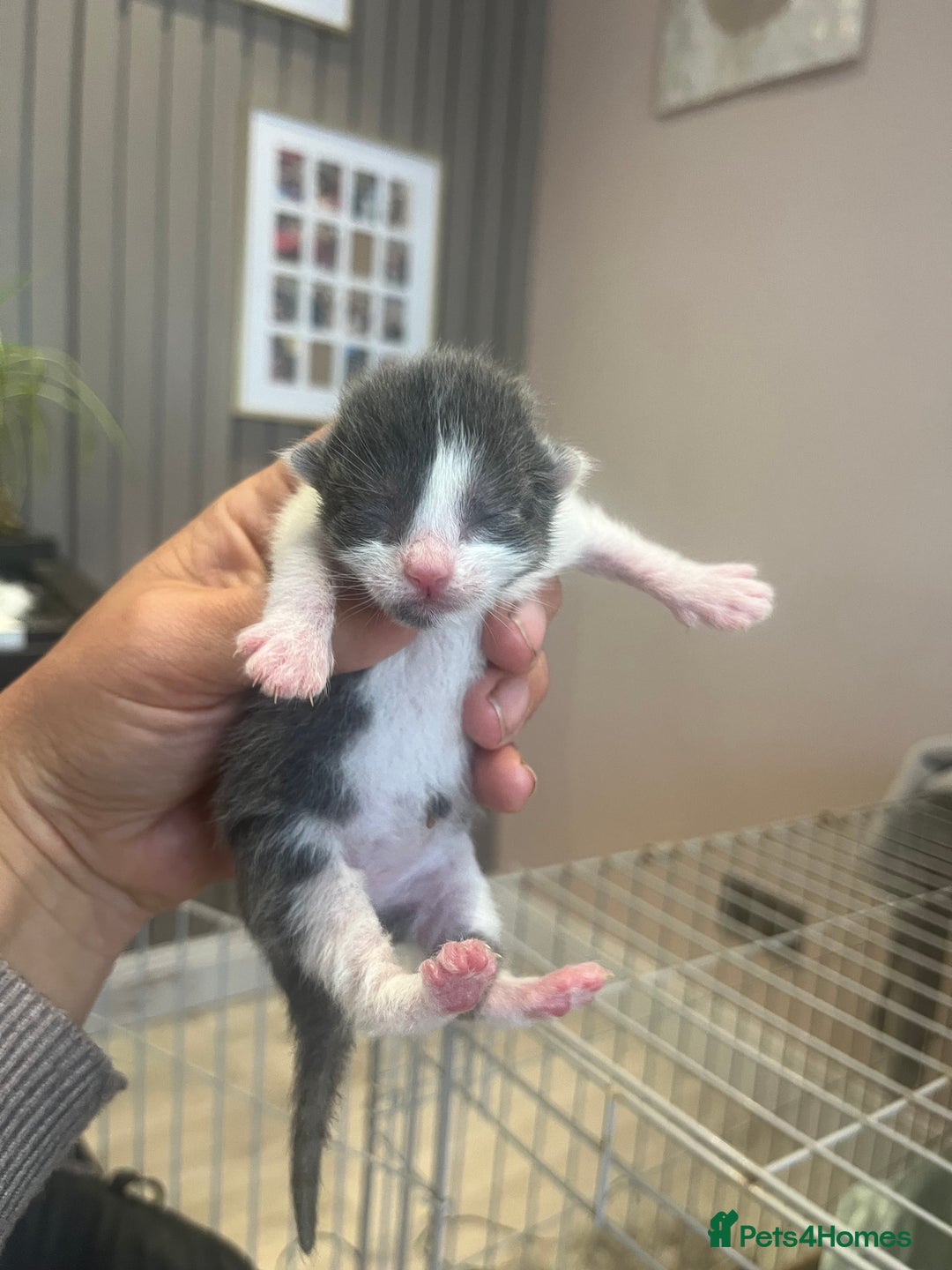 Russian Blue cats for sale: Last little lady  in Waltham Abbey - Image 4