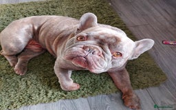 French Bulldog dogs for sale: French bulldog  - Image 2