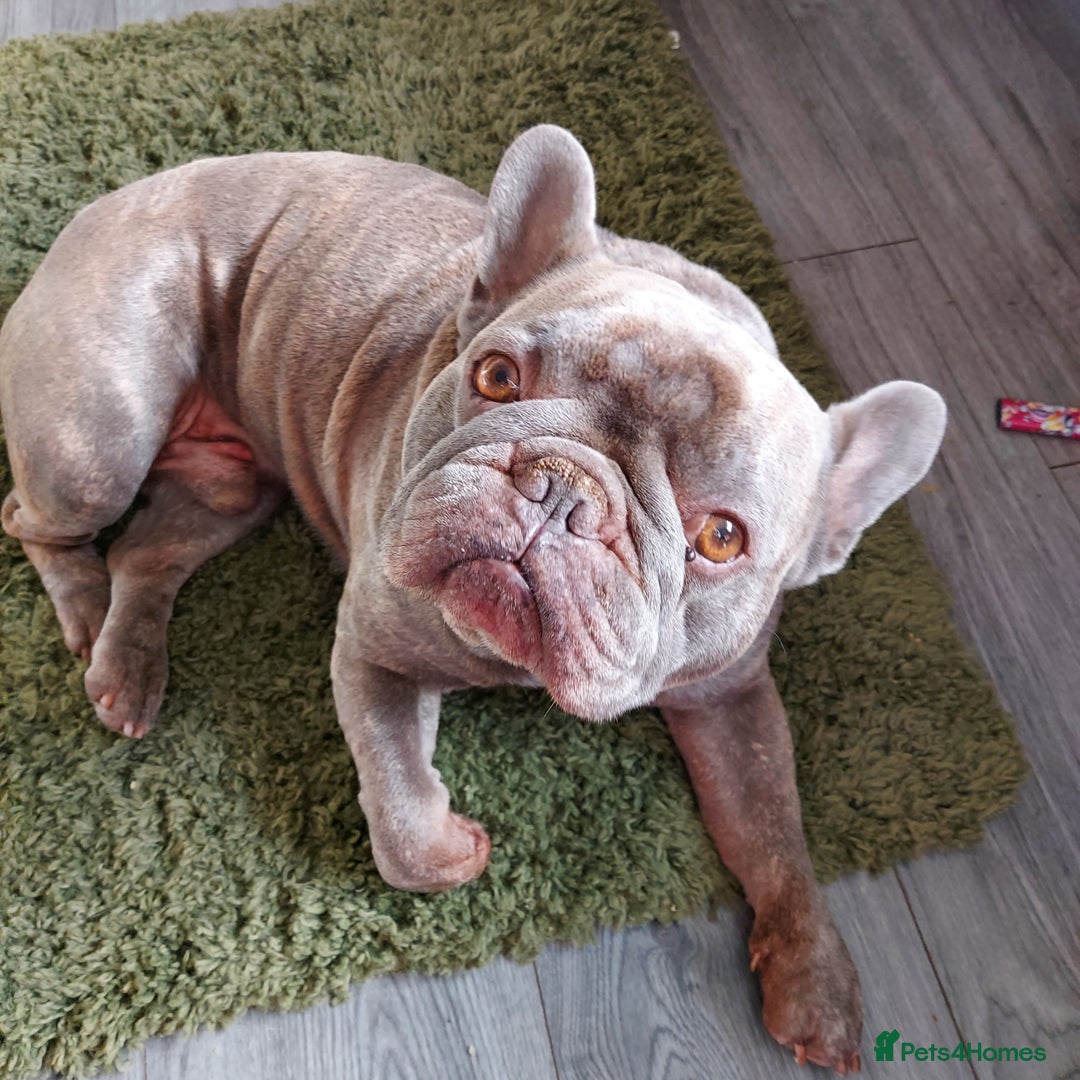 French Bulldog dogs for sale: French bulldog  - Image 2