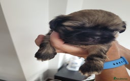 Shih Tzu dogs for sale: Beautiful Shih Tzu Puppies - Image 32