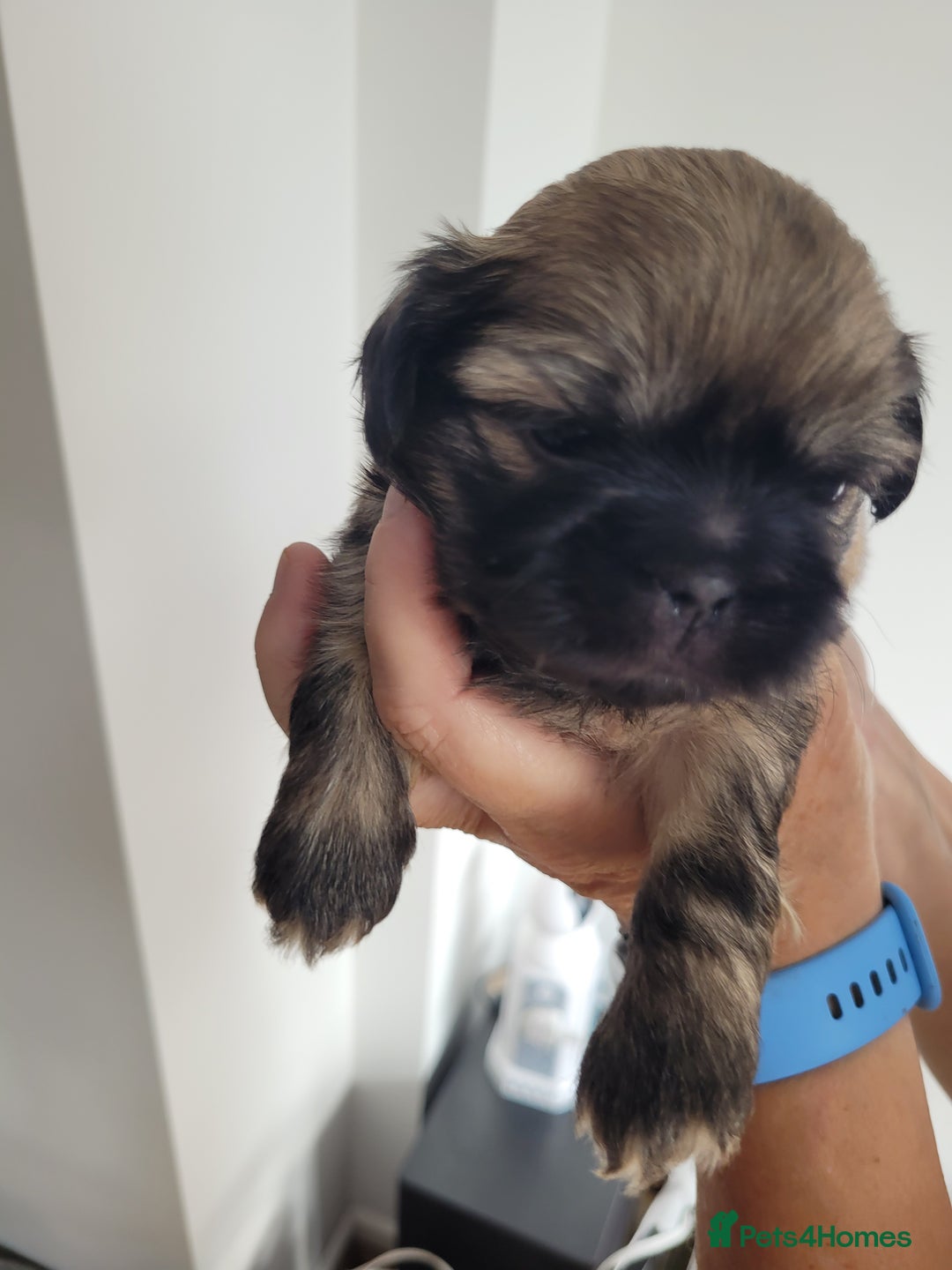 Shih Tzu dogs for sale: Beautiful Shih Tzu Puppies - Image 32