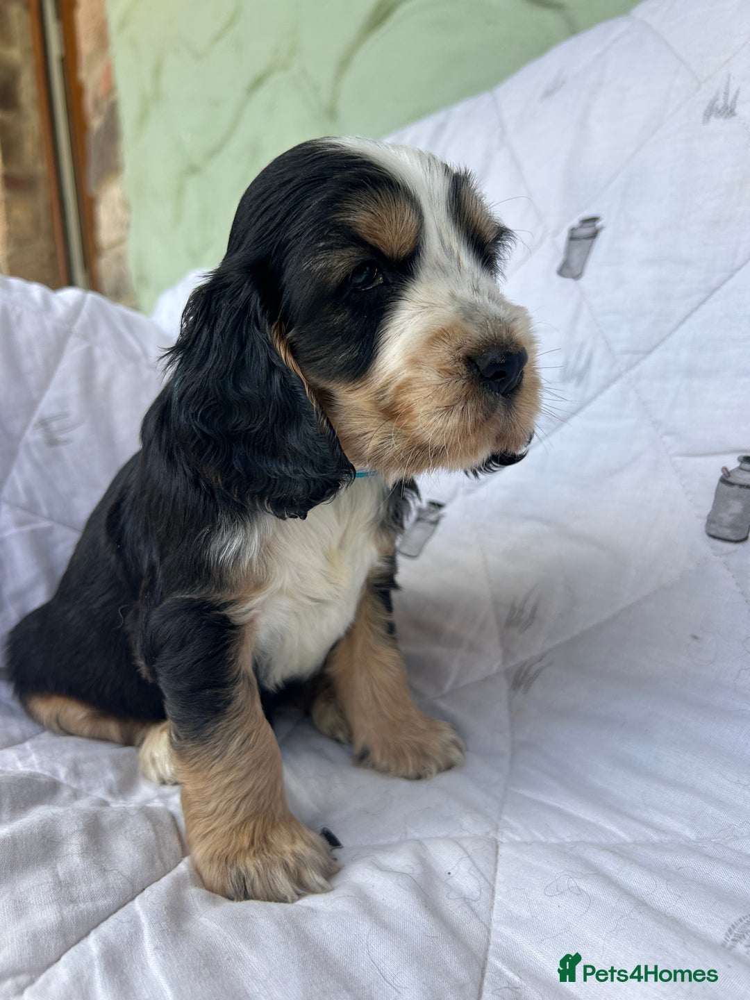 Cocker Spaniel dogs for sale: KC show type cocker spaniel  - READY NOW - Image 15