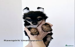 Chinese Crested dogs for sale: Powder puff and hairless girl available  in Crewe - Image 5
