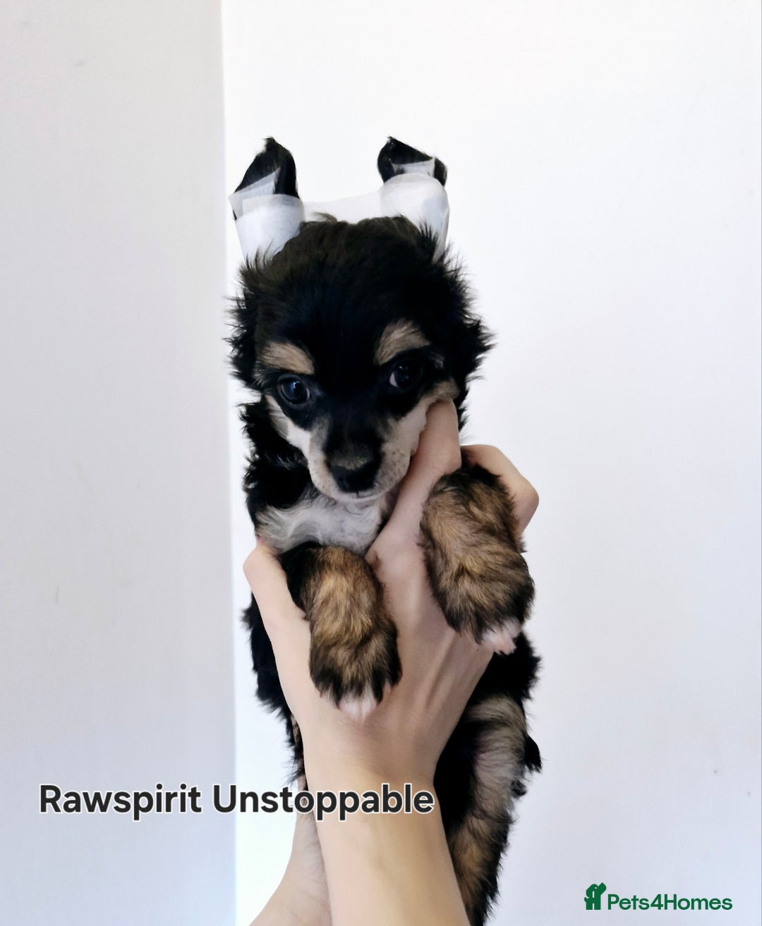Chinese Crested dogs for sale: Powder puff and hairless girl available  in Crewe - Image 5