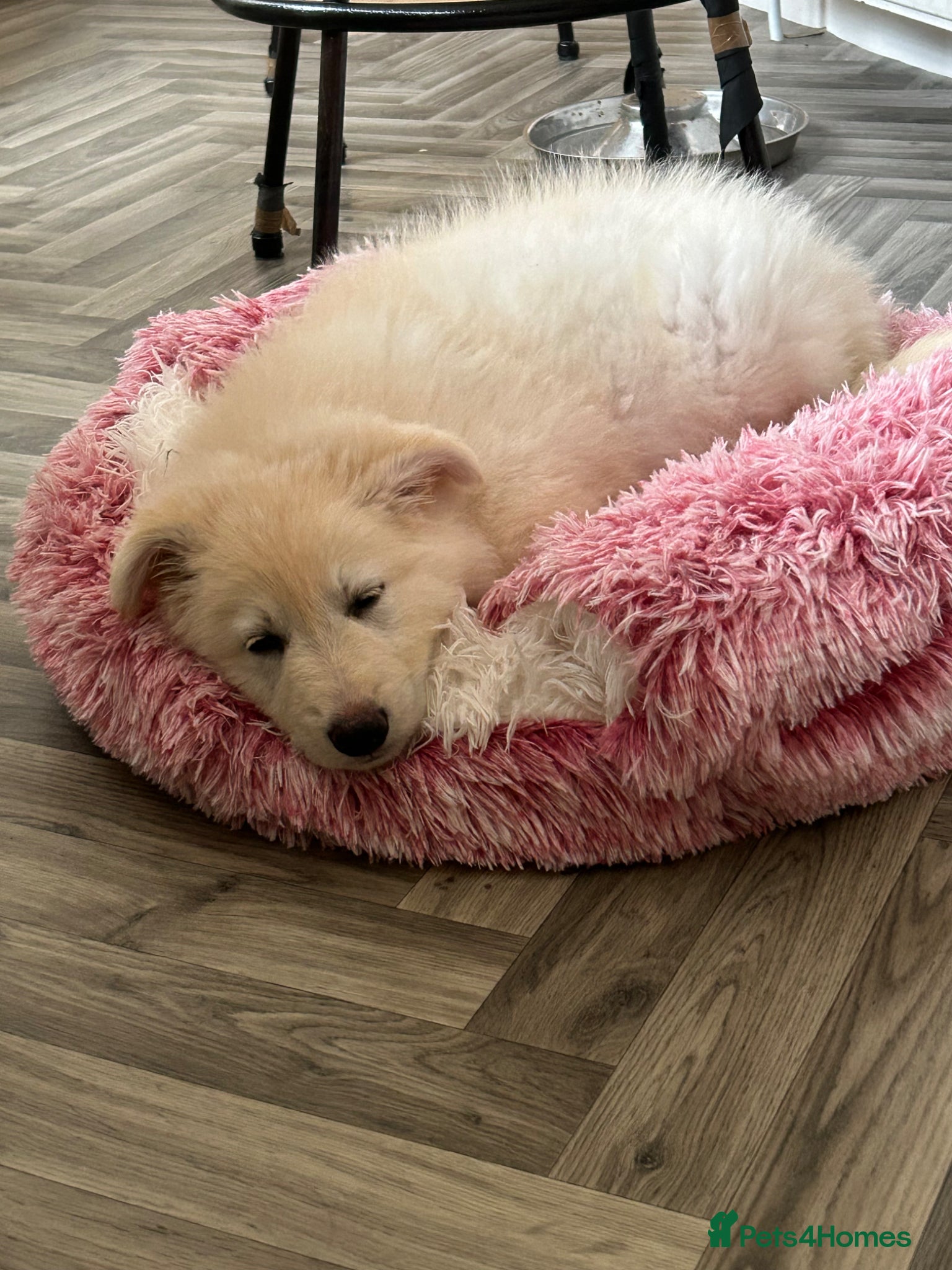 German Shepherd dogs 💙💙Stunning KC Reg German Shepherds💙💙 - Advert 2