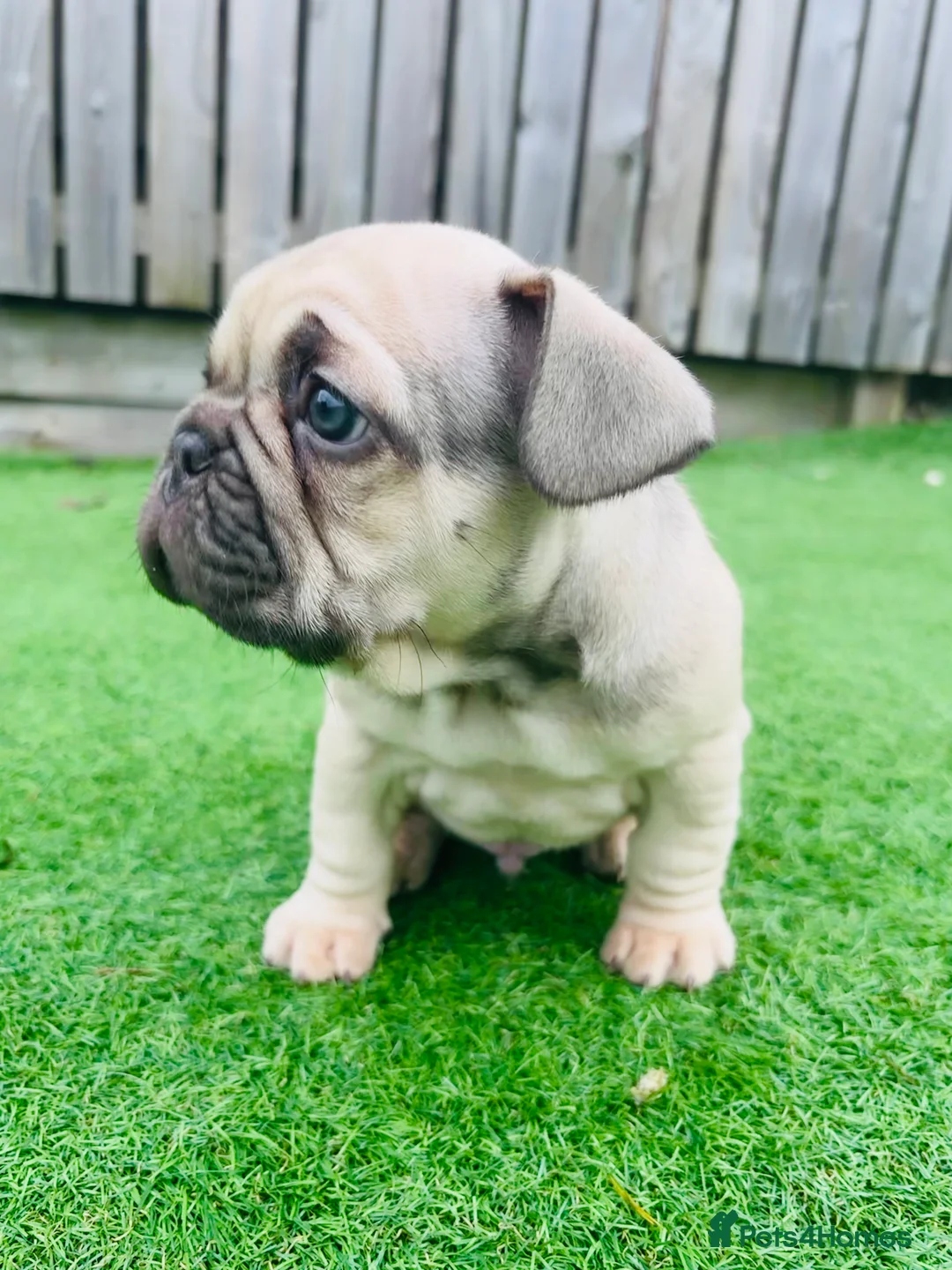 French Bulldog dogs for sale: French Bulldog Puppies - Fawn/Cream - Advert 9