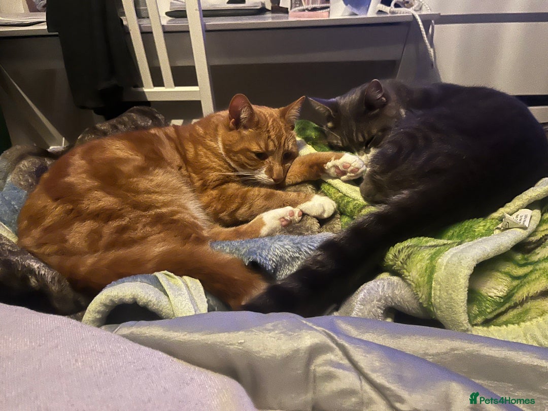 Domestic Shorthair cats for sale: Two cats for rehoming   - Advert 11