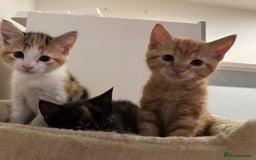 Mixed Breed cats for sale: 1/4 Maincoon dog friendly kittens - Image 3
