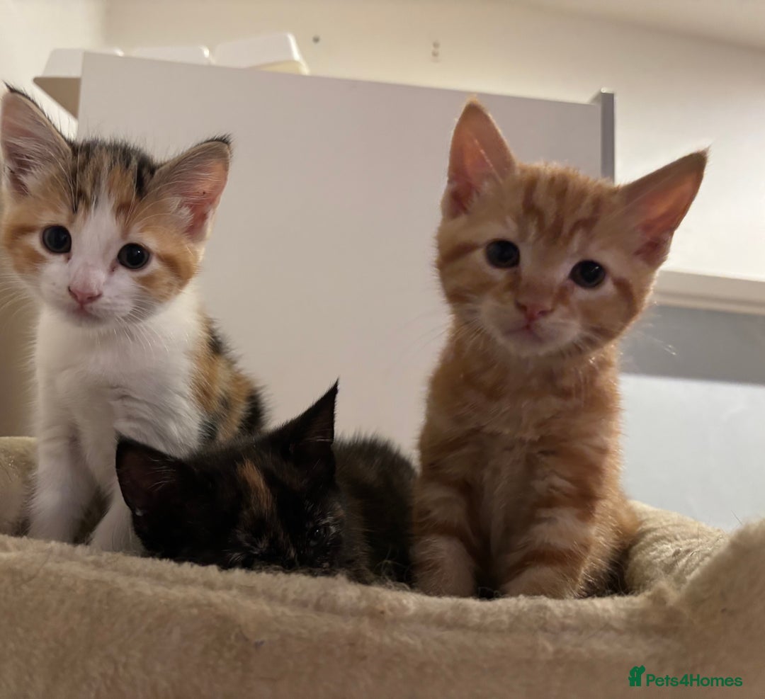Mixed Breed cats for sale: 1/4 Maincoon dog friendly kittens - Image 3