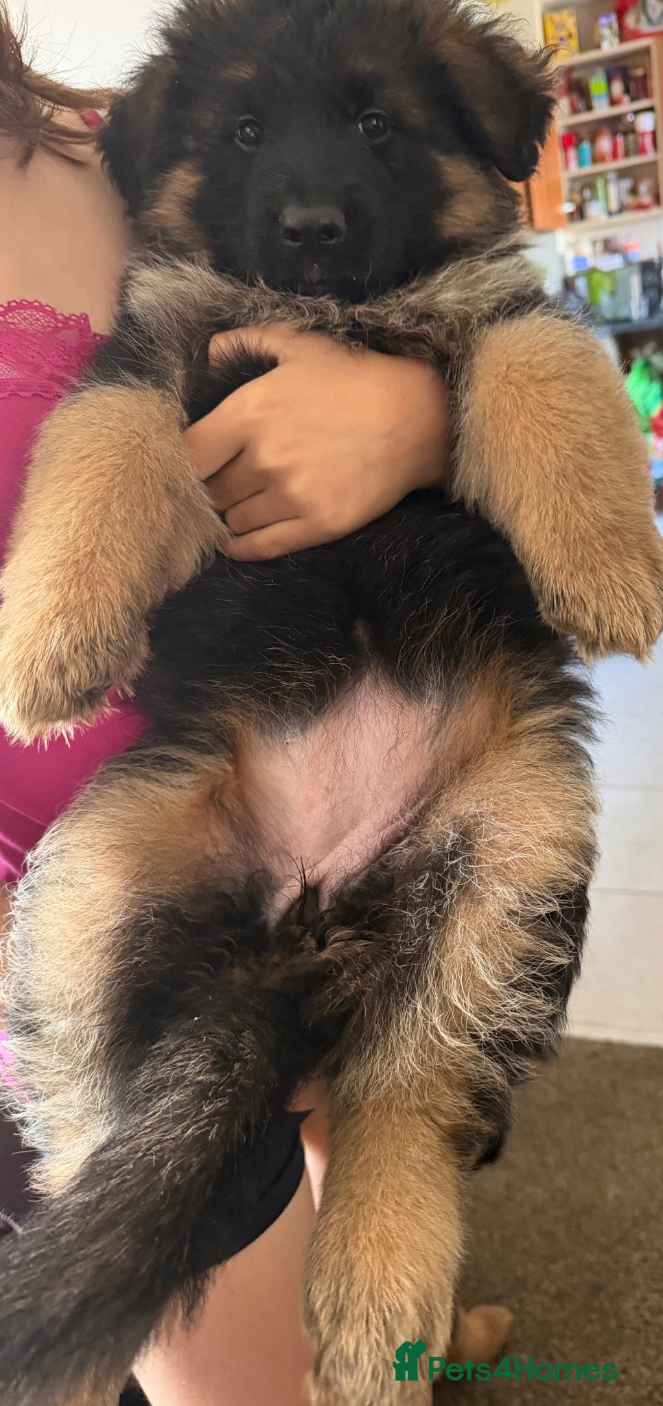 German Shepherd dogs LAST ONE LEFT German shepherd bitch - Advert 6