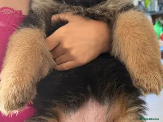 German Shepherd dogs LAST ONE LEFT German shepherd bitch - Advert 10