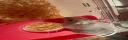 Hamster rodents for sale: Snow White Syrian hamster in Manchester - Advert 3