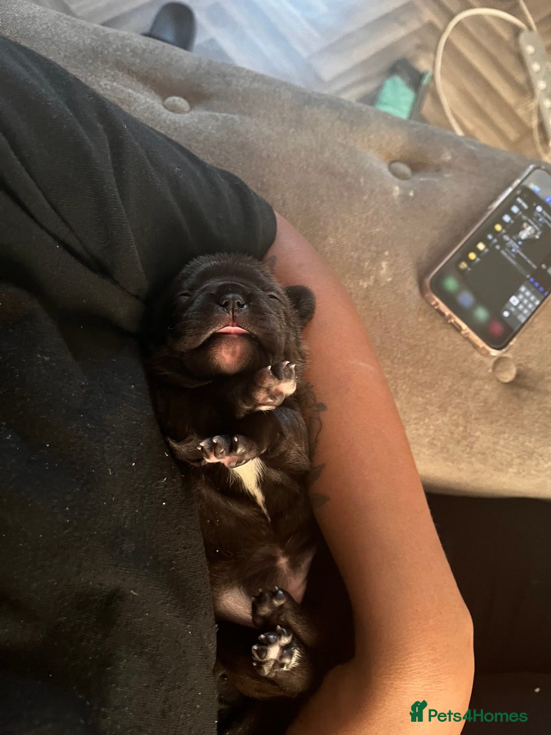 French Bulldog dogs for sale: Black Brindle Frenchie  - Advert 16