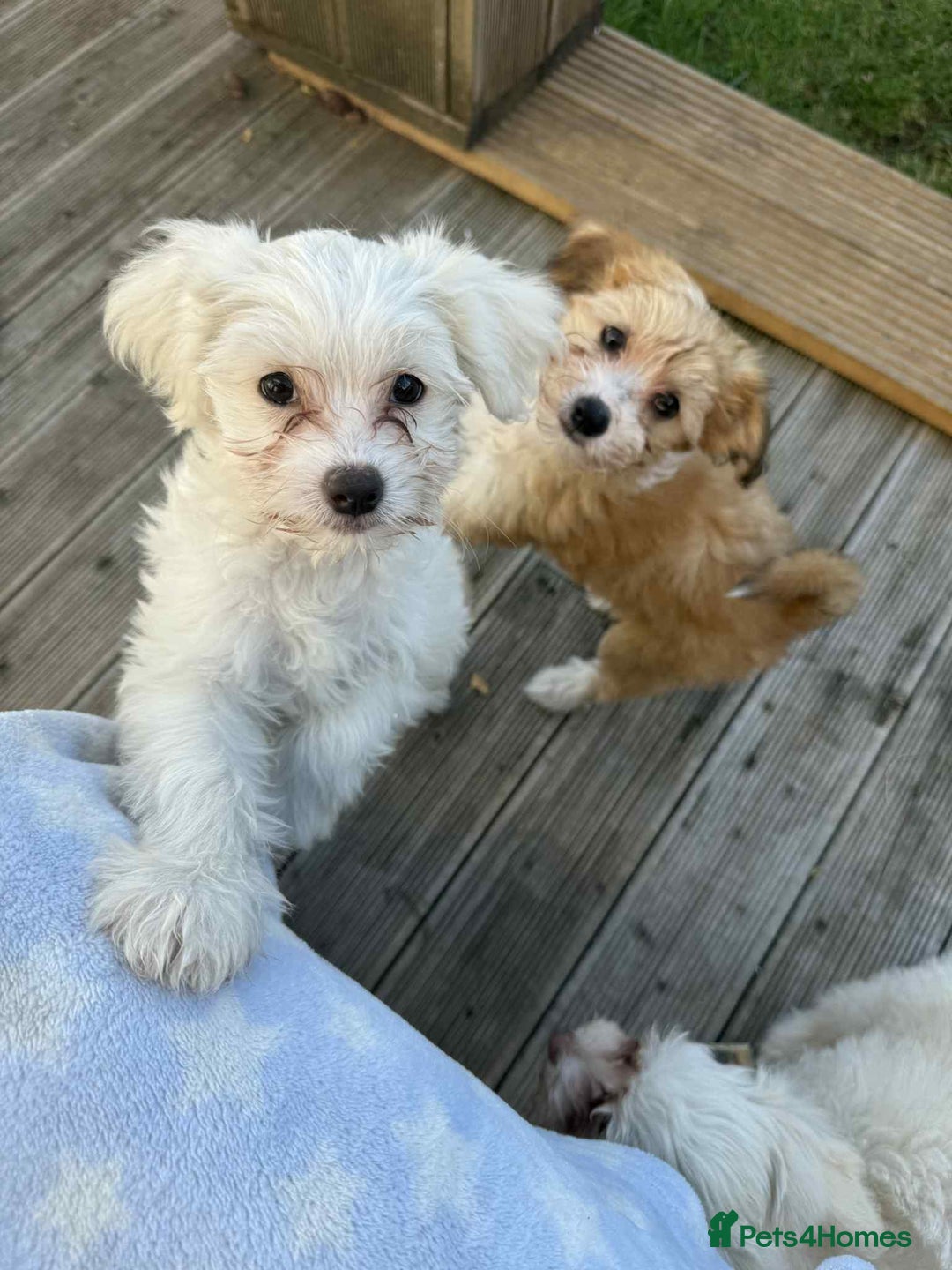 Chinese Crested dogs for sale: Chinease crested powder puff  - Image 4