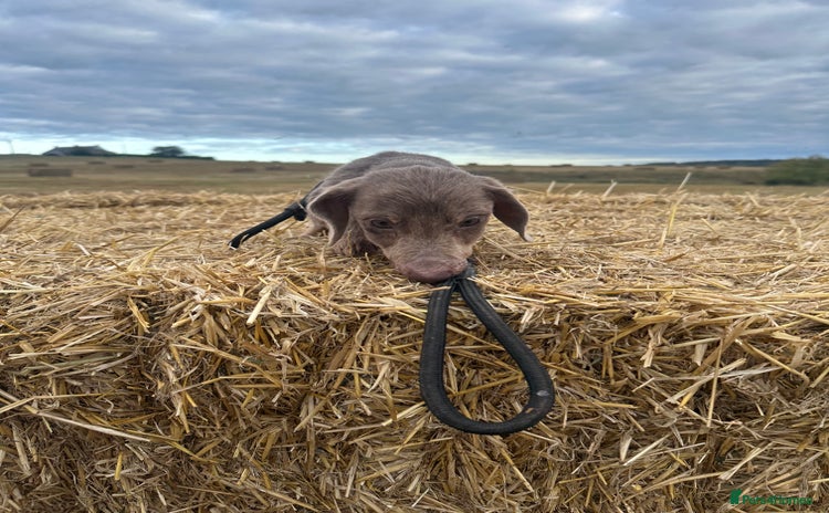 Miniature Dachshund dogs - Advert 3