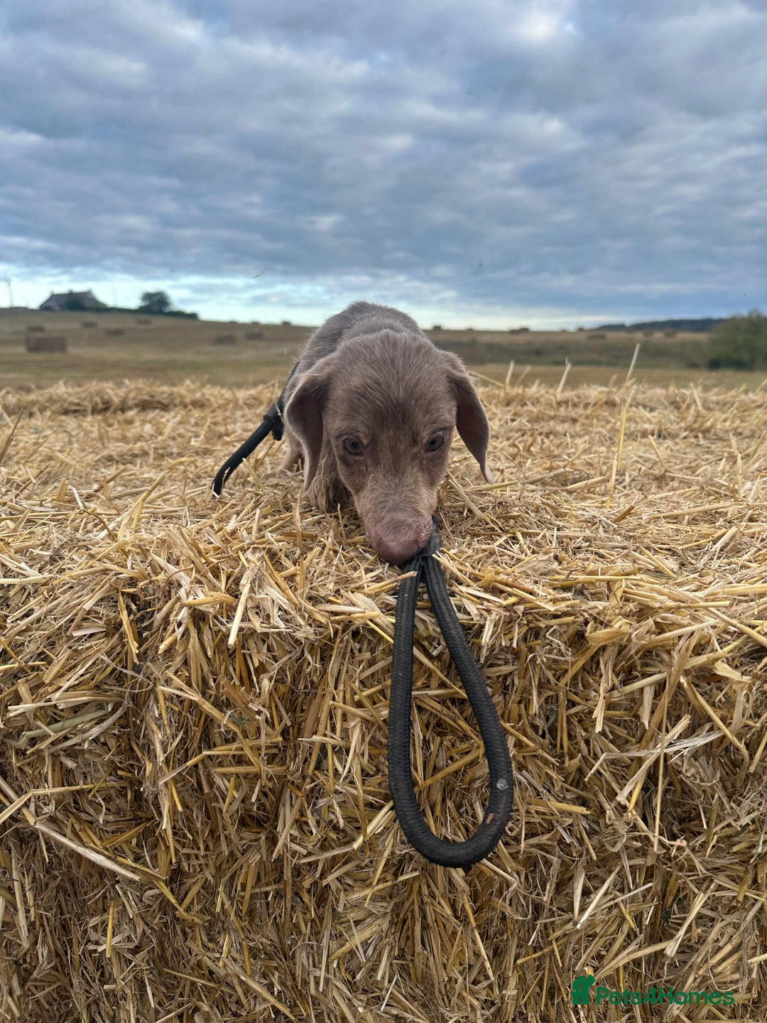 Miniature Dachshund dogs for sale: Beautiful long haired dachshund  - Image 1