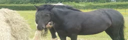 Dartmoor horses for sale: Beautiful dartmoor mare - Advert 6